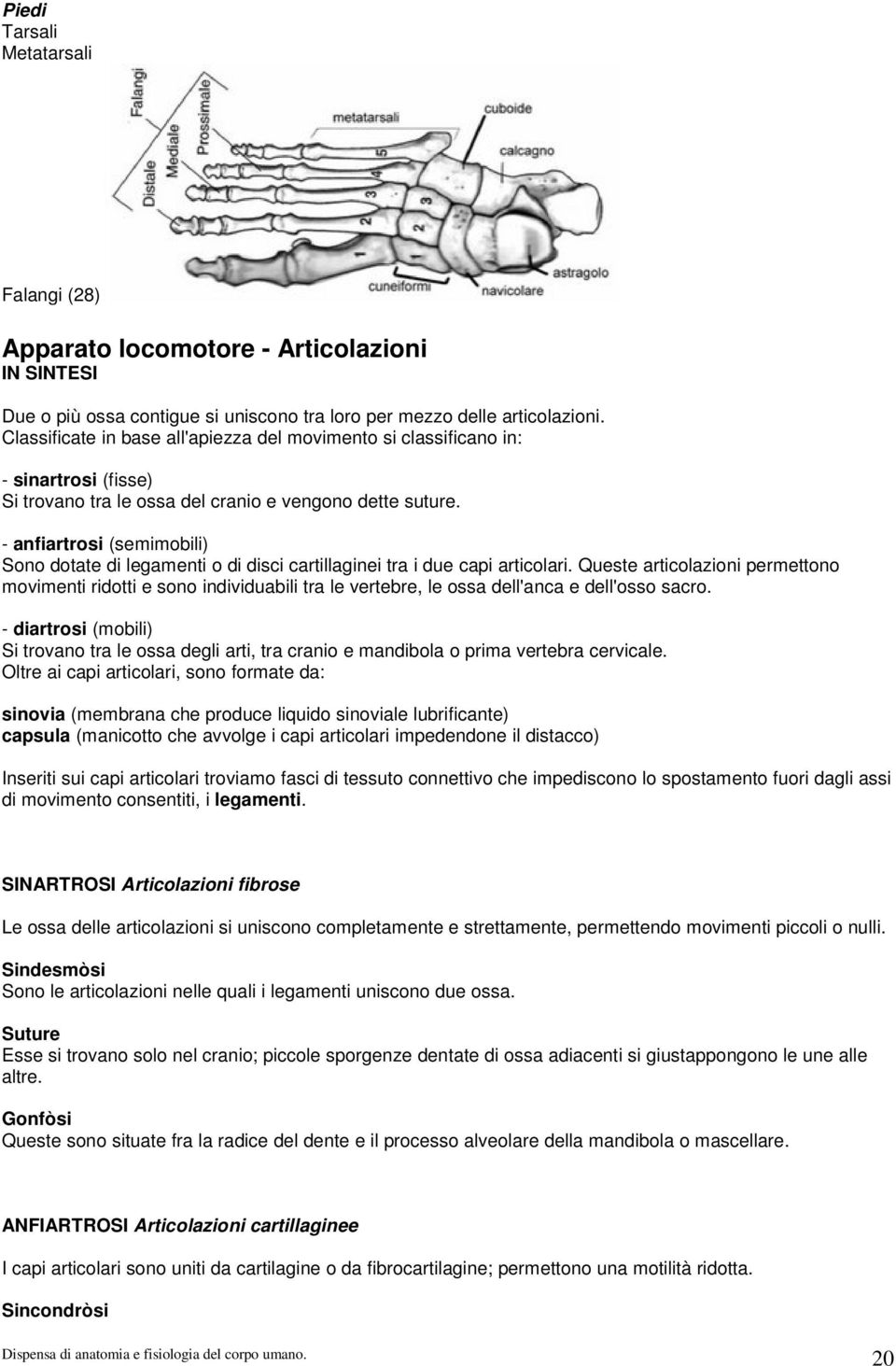 - anfiartrosi (semimobili) Sono dotate di legamenti o di disci cartillaginei tra i due capi articolari.