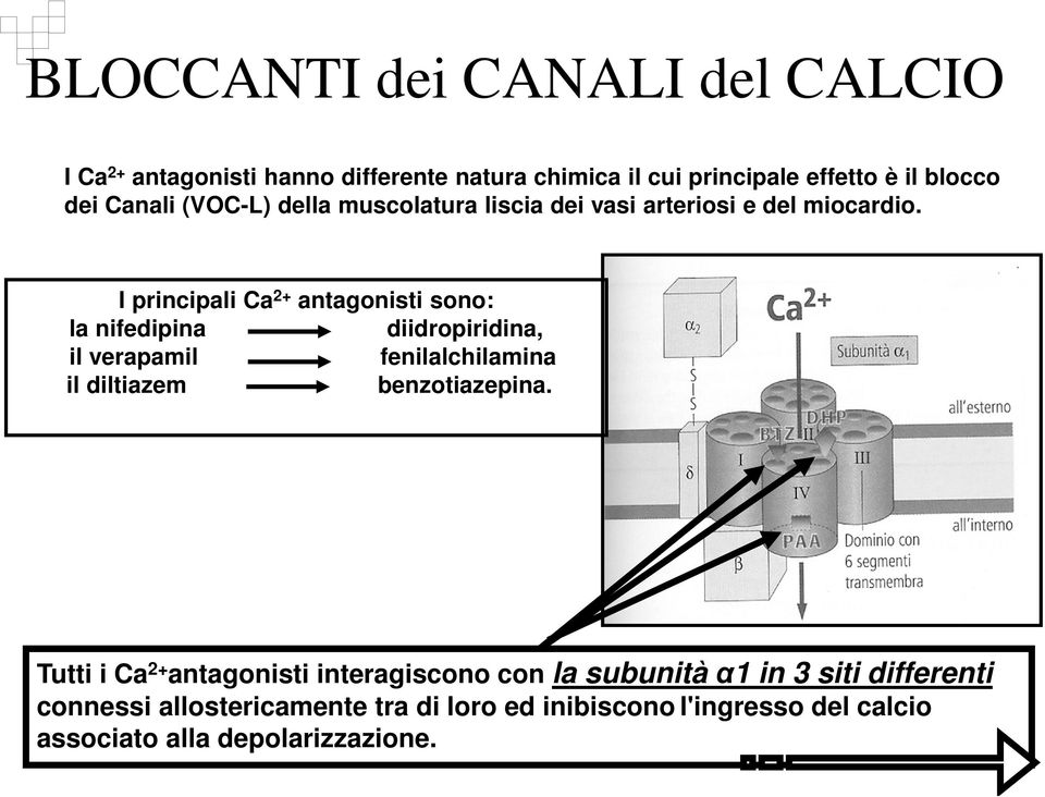 I principali Ca 2+ antagonisti sono: la nifedipina diidropiridina, il verapamil fenilalchilamina il diltiazem benzotiazepina.