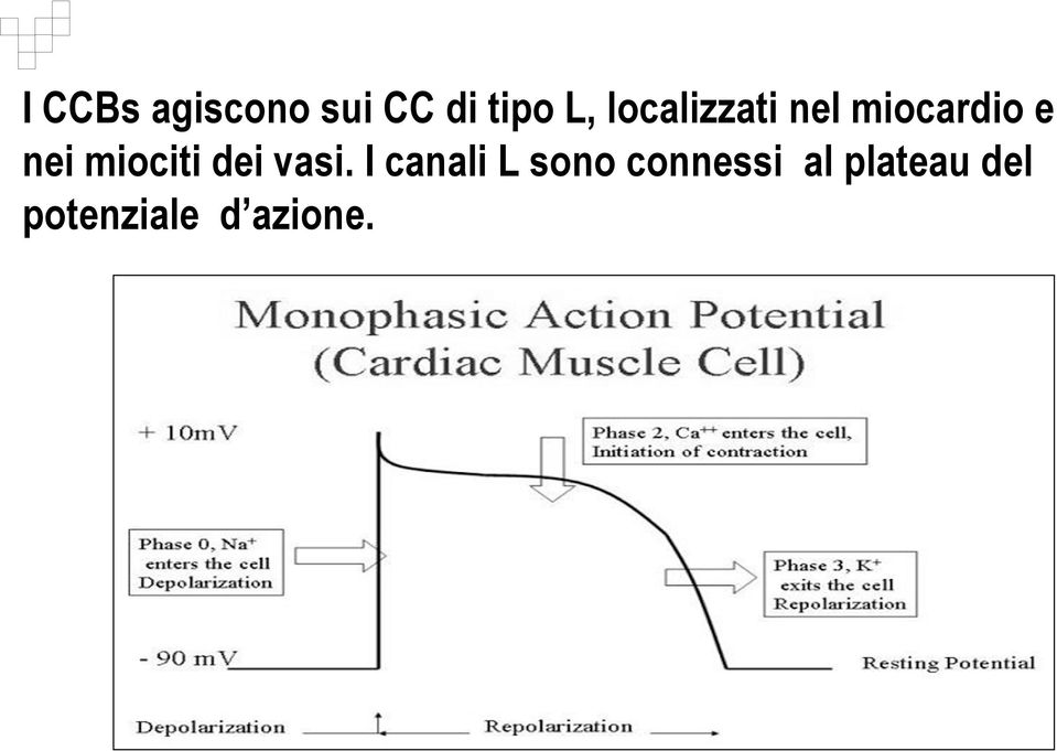 miociti dei vasi.