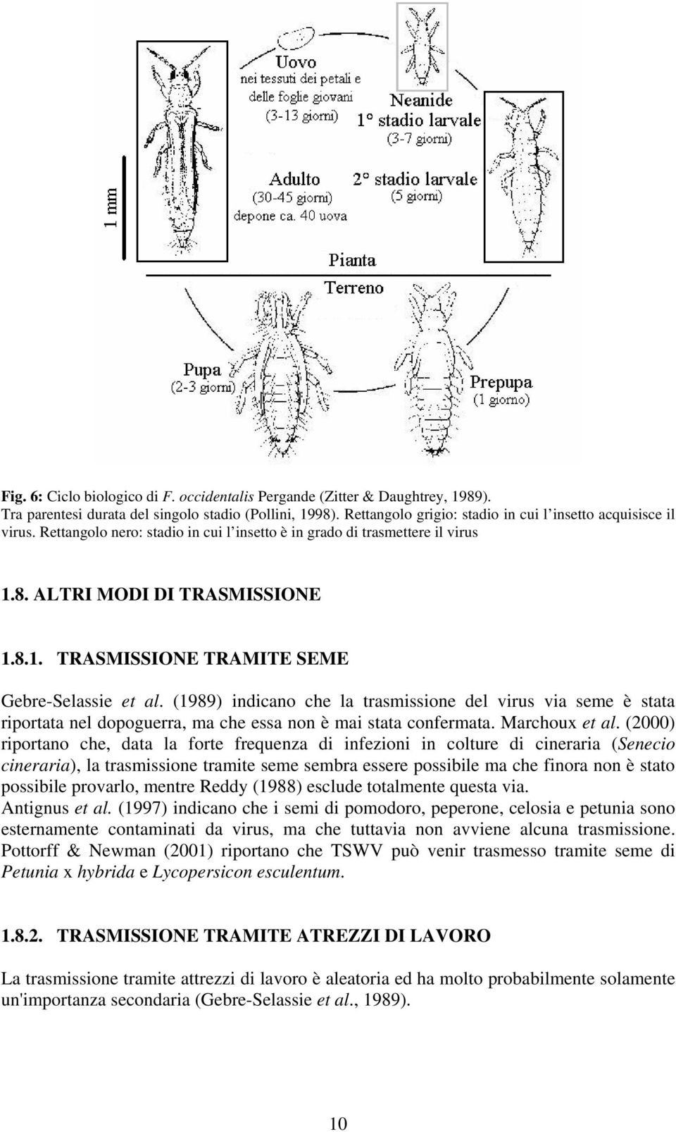 via seme è stata riportata nel dopoguerra, ma che essa non è mai stata confermata Marchoux et al () riportano che, data la forte frequenza di infezioni in colture di cineraria (Senecio cineraria), la