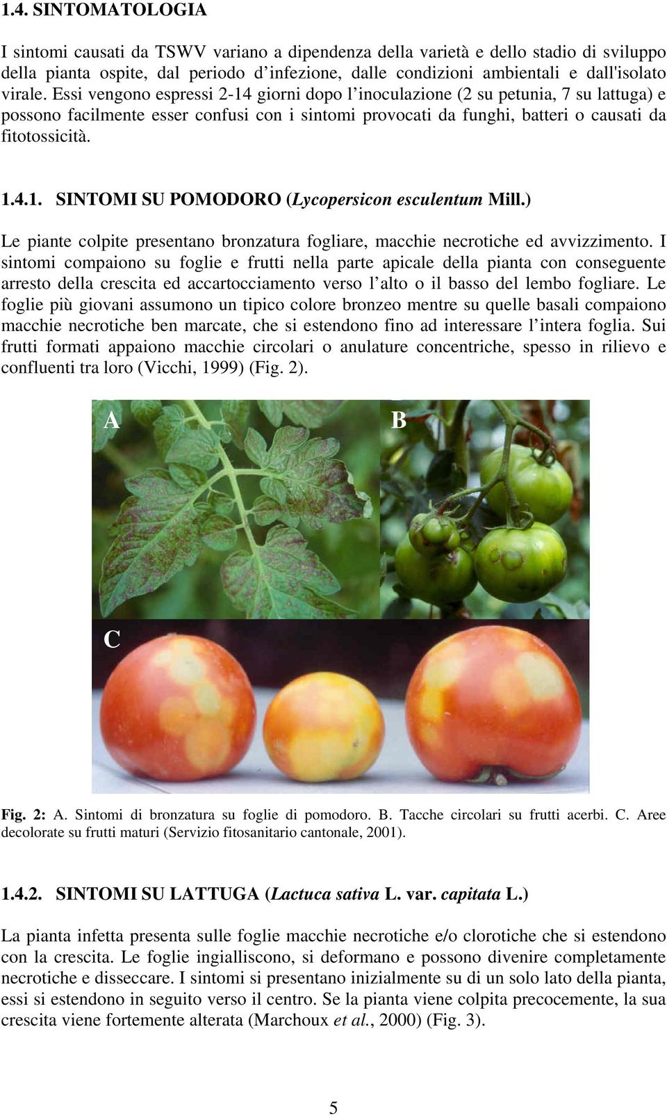 (Lycopersicon esculentum Mill) Le piante colpite presentano bronzatura fogliare, macchie necrotiche ed avvizzimento I sintomi compaiono su foglie e frutti nella parte apicale della pianta con