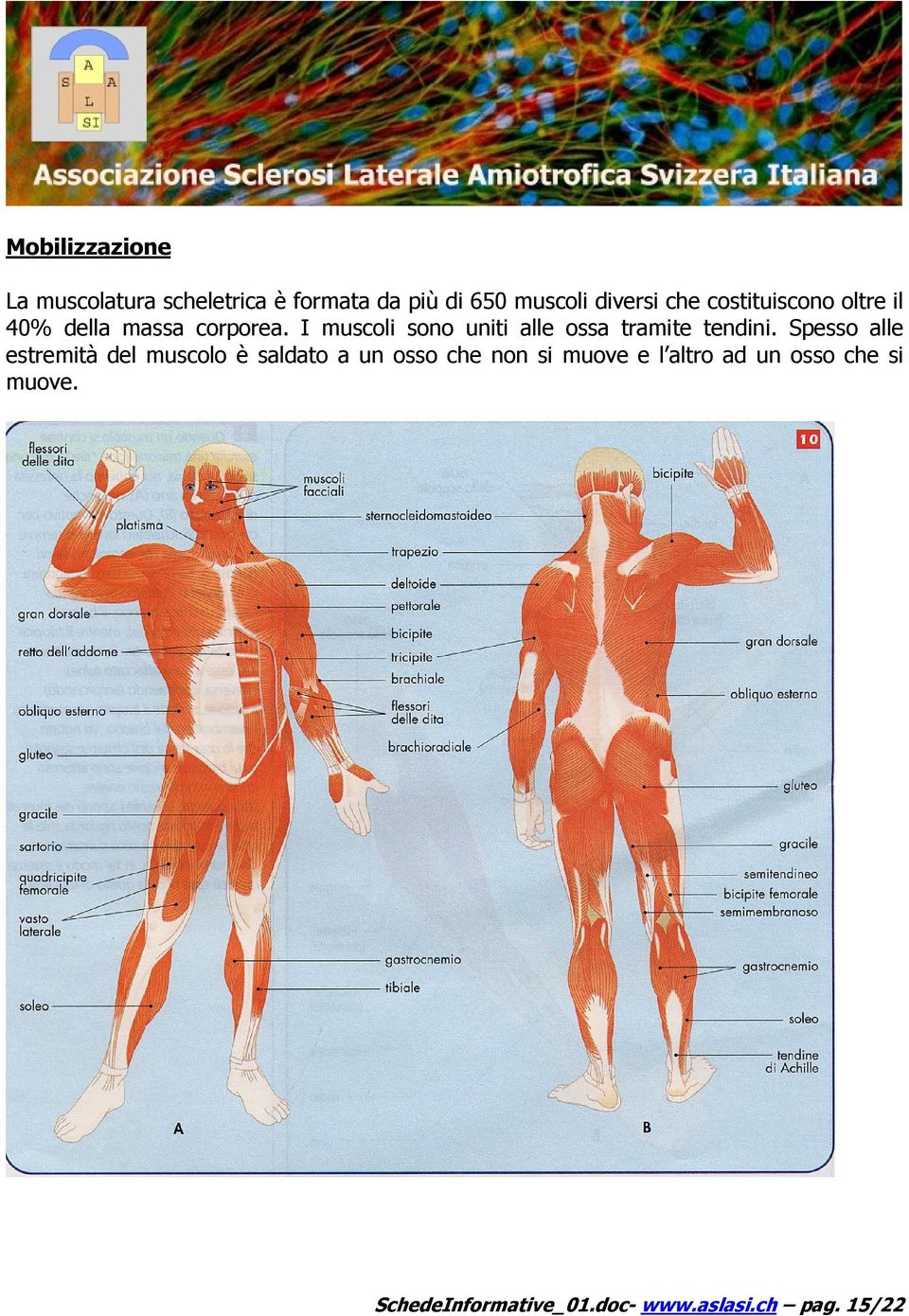 I muscoli sono uniti alle ossa tramite tendini.