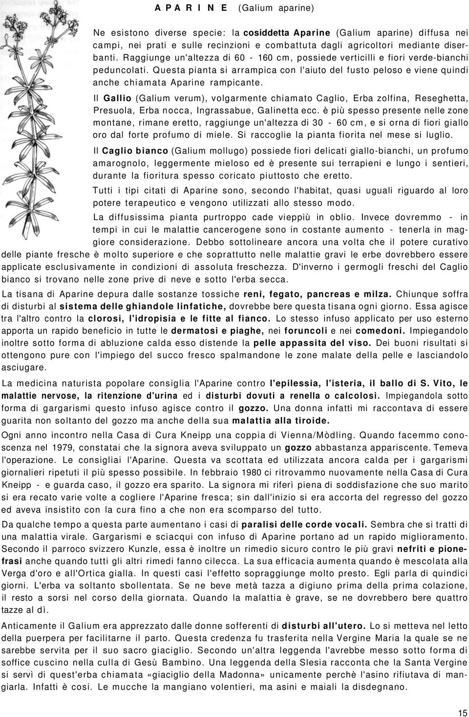 Il Gallio (Galium verum), volgarmente chiamato Caglio, Erba zolfina, Reseghetta, Presuola, Erba nocca, Ingrassabue, Galinetta ecc.