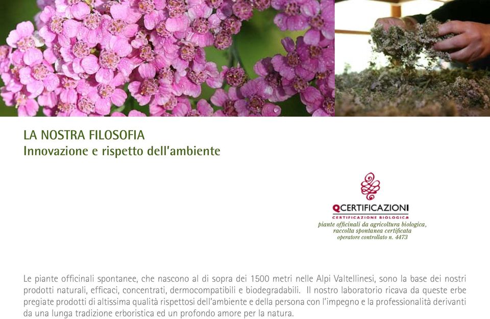 4473 Le piante officinali spontanee, che nascono al di sopra dei 1500 metri nelle Alpi Valtellinesi, sono la base dei nostri prodotti naturali,