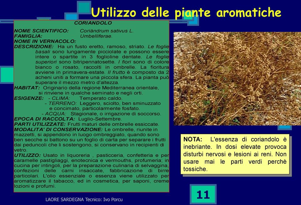 I fiori sono di colore bianco o rosato, raccolti in ombrelle. La fioritura avviene in primavera-estate. Il frutto è composto da 2 acheni uniti a formare una piccola sfera.