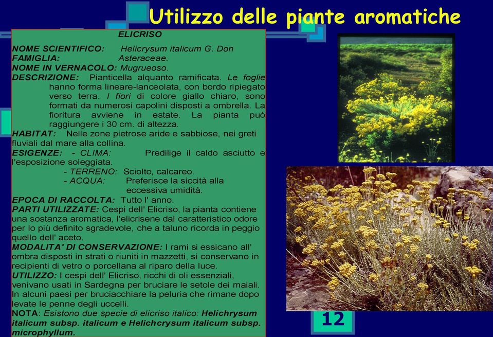 La pianta può raggiungere i 30 cm. di altezza. HABITAT: Nelle zone pietrose aride e sabbiose, nei greti fluviali dal mare alla collina.