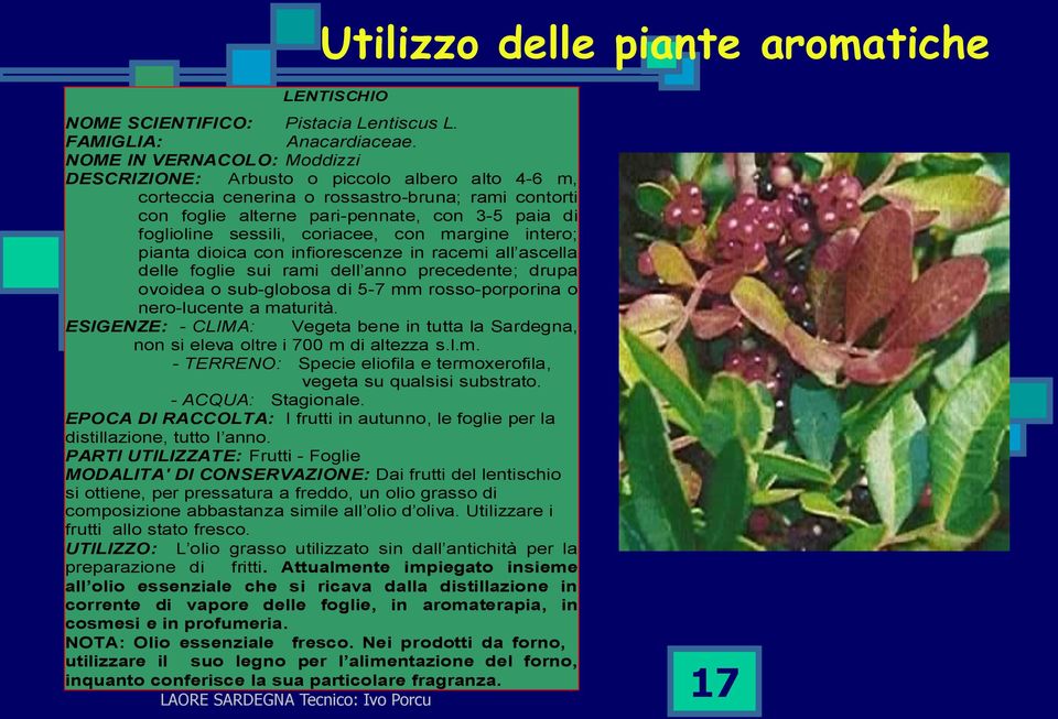 coriacee, con margine intero; pianta dioica con infiorescenze in racemi all ascella delle foglie sui rami dell anno precedente; drupa ovoidea o sub-globosa di 5-7 mm rosso-porporina o nero-lucente a