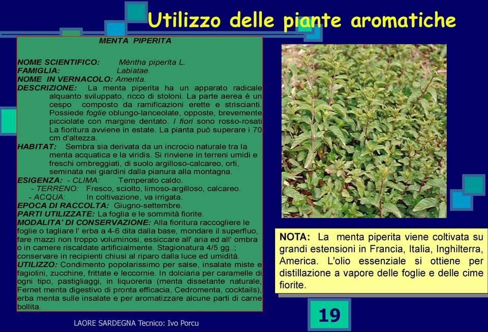 Possiede foglie oblungo-lanceolate, opposte, brevemente picciolate con margine dentato. I fiori sono rosso-rosati La fioritura avviene in estate. La pianta può superare i 70 cm d'altezza.