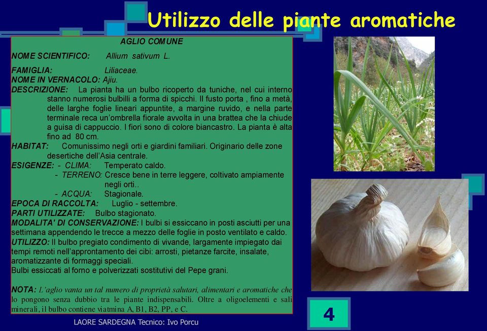 Il fusto porta, fino a metà, delle larghe foglie lineari appuntite, a margine ruvido, e nella parte terminale reca un ombrella fiorale avvolta in una brattea che la chiude a guisa di cappuccio.