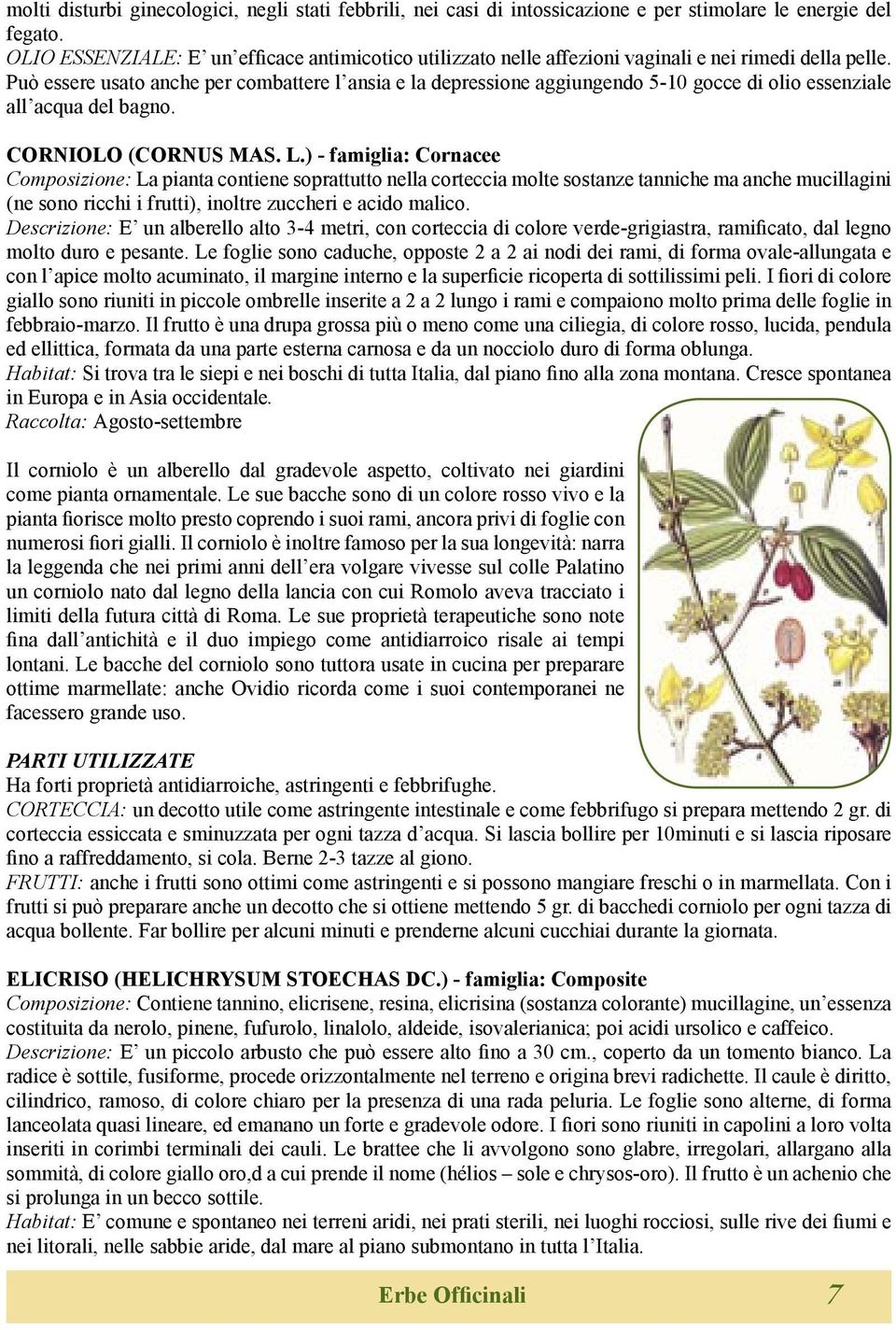 Può essere usato anche per combattere l ansia e la depressione aggiungendo 5-10 gocce di olio essenziale all acqua del bagno. CORNIOLO (CORNUS MAS. L.