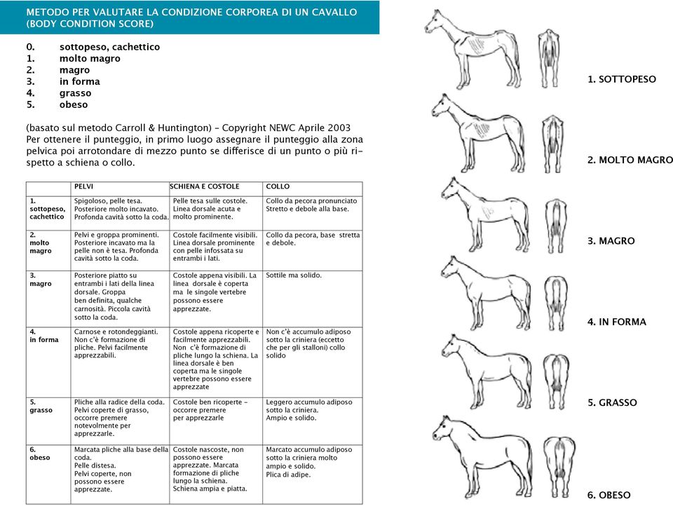 differisce di un punto o più rispetto a schiena o collo. 1. SOTTOPESO 2. MOLTO MAGRO PELVI SCHIENA E COSTOLE COLLO 1. sottopeso, cachettico Spigoloso, pelle tesa. Posteriore molto incavato.