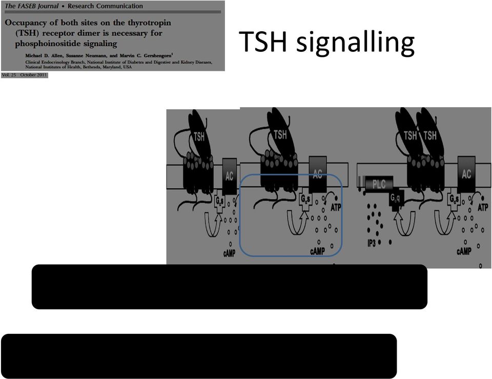 disponibili Il TSHR attiva sia la produzione di camp