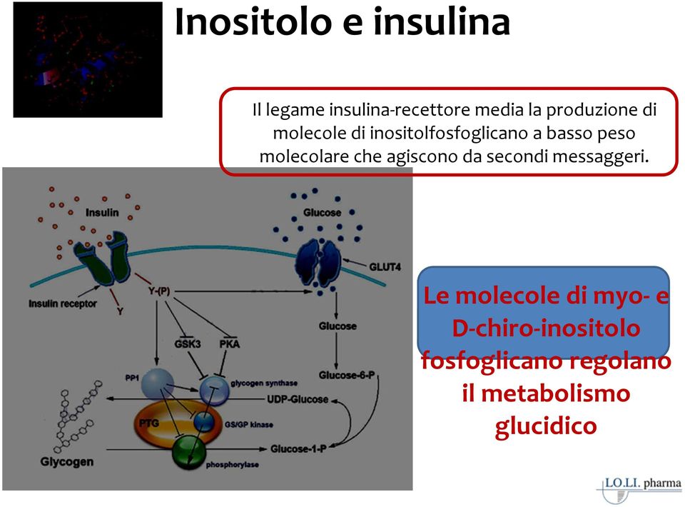 molecolare che agiscono da secondi messaggeri.