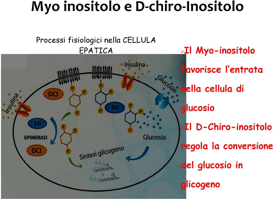 favorisce l entrata nella cellula di glucosio Il