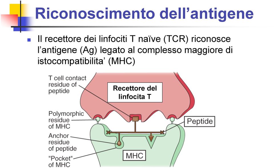 antigene (Ag) legato al complesso maggiore
