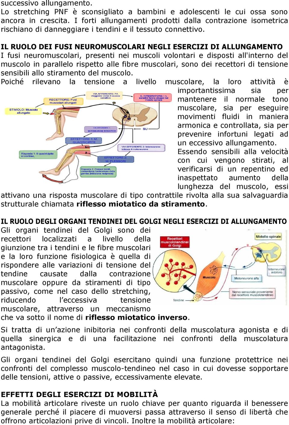 IL RUOLO DEI FUSI NEUROMUSCOLARI NEGLI ESERCIZI DI ALLUNGAMENTO I fusi neuromuscolari, presenti nei muscoli volontari e disposti all'interno del muscolo in parallelo rispetto alle fibre muscolari,