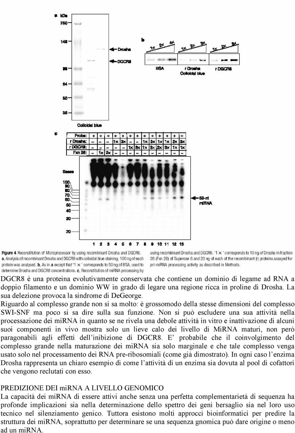 Non si può escludere una sua attività nella processazione dei mirna in quanto se ne rivela una debole attività in vitro e inattivazione di alcuni suoi componenti in vivo mostra solo un lieve calo dei