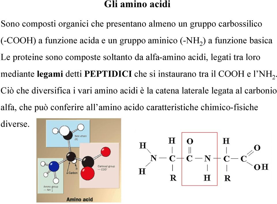 mediante legami detti PEPTIDICI che si instaurano tra il COOH e l NH 2.