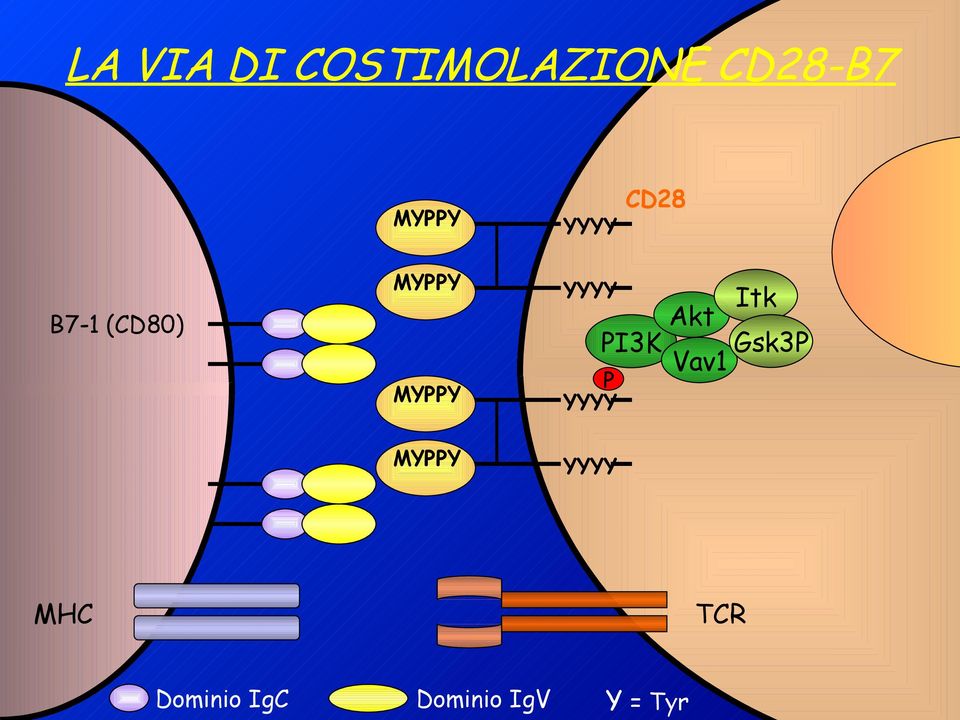 P YYYY PI3K Akt Vav1 Itk Gsk3P MYPPY