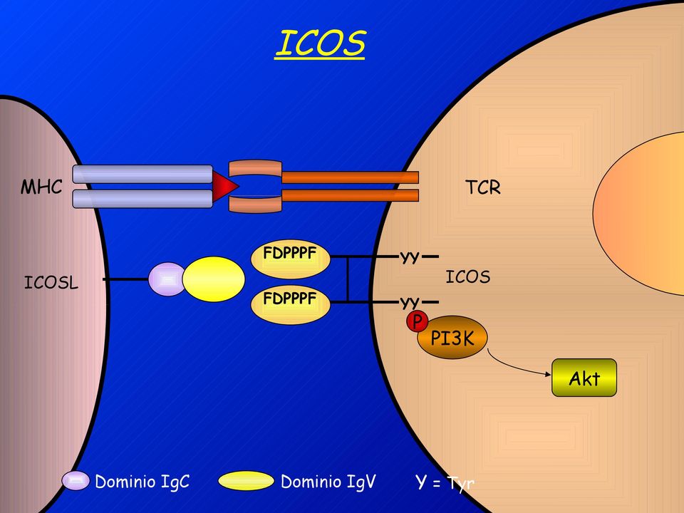 ICOS PI3K Akt Dominio