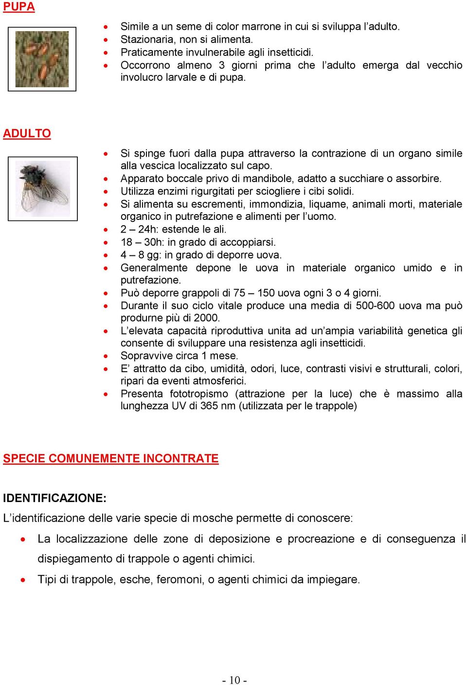 ADULTO Si spinge fuori dalla pupa attraverso la contrazione di un organo simile alla vescica localizzato sul capo. Apparato boccale privo di mandibole, adatto a succhiare o assorbire.