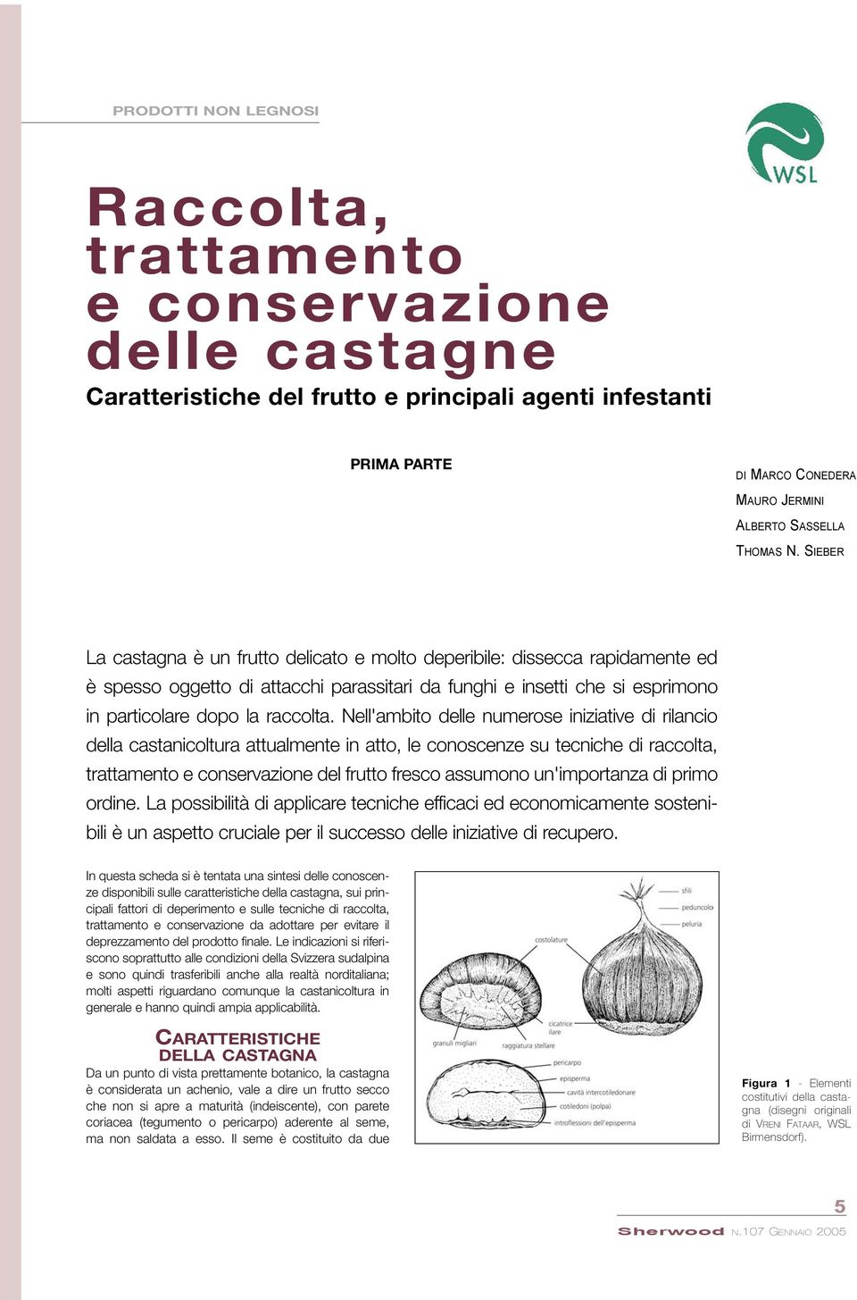 Nell'ambito delle numerose iniziative di rilancio della castanicoltura attualmente in atto, le conoscenze su tecniche di raccolta, trattamento e conservazione del frutto fresco assumono un'importanza