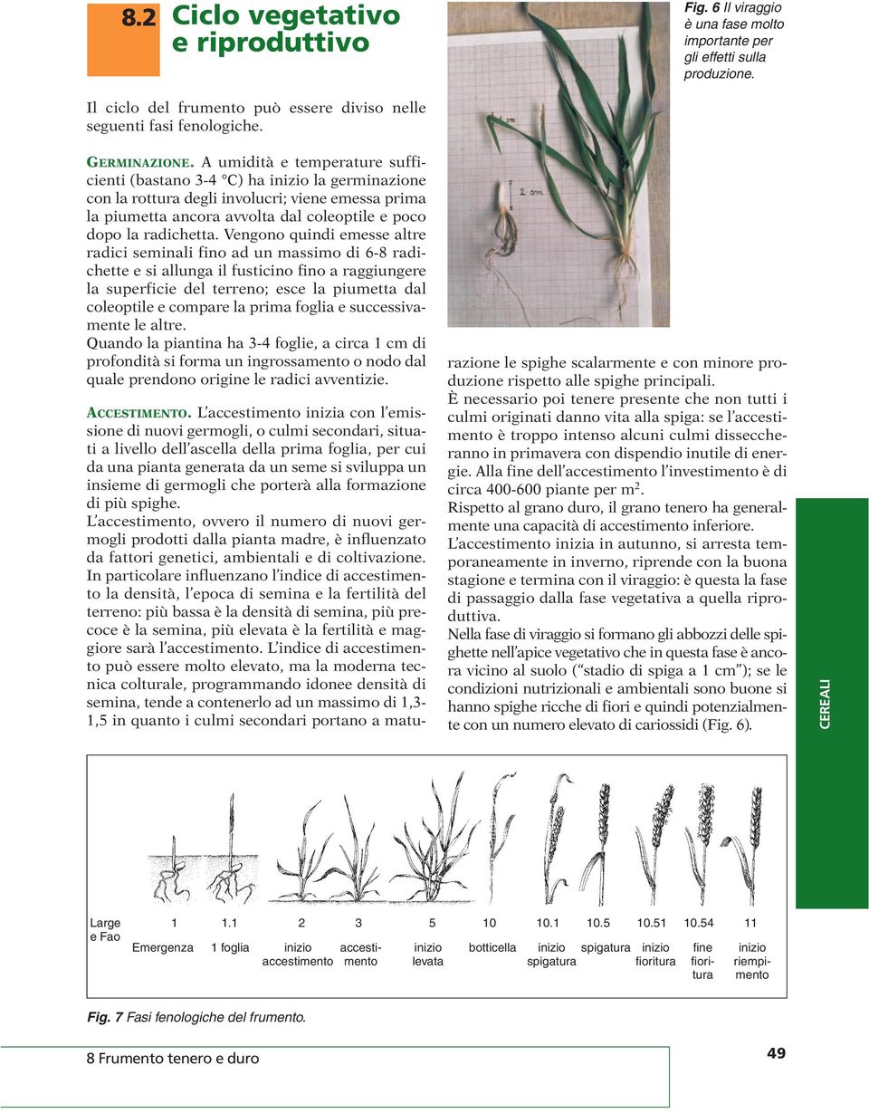 A umidità e temperature sufficienti (bastano 3-4 C) ha inizio la germinazione con la rottura degli involucri; viene emessa prima la piumetta ancora avvolta dal coleoptile e poco dopo la radichetta.