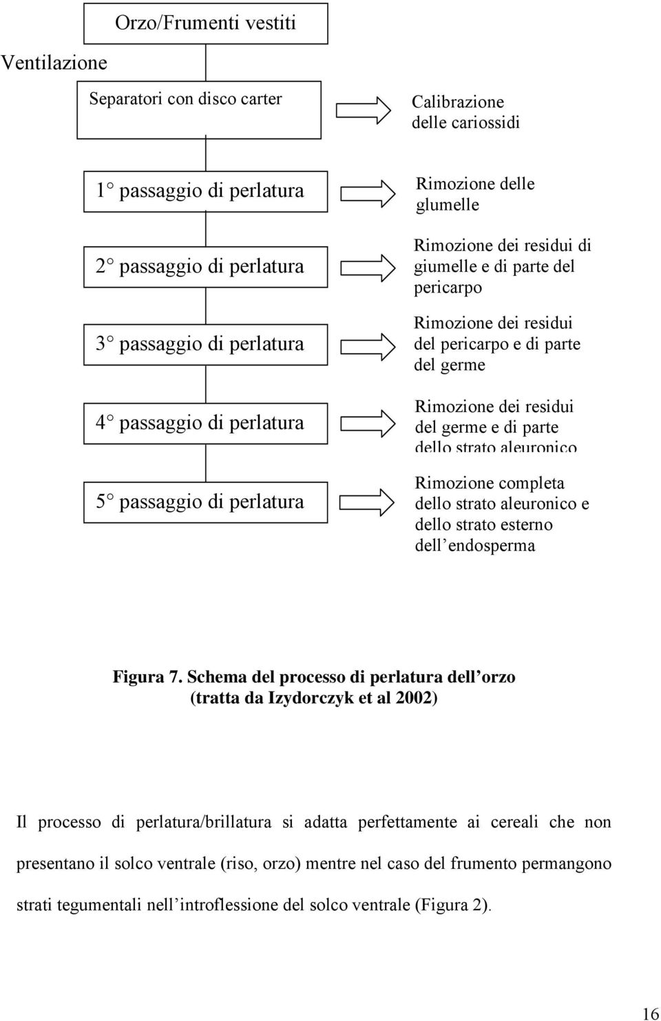 di parte dello strato aleuronico Rimozione completa dello strato aleuronico e dello strato esterno dell endosperma Figura 7.