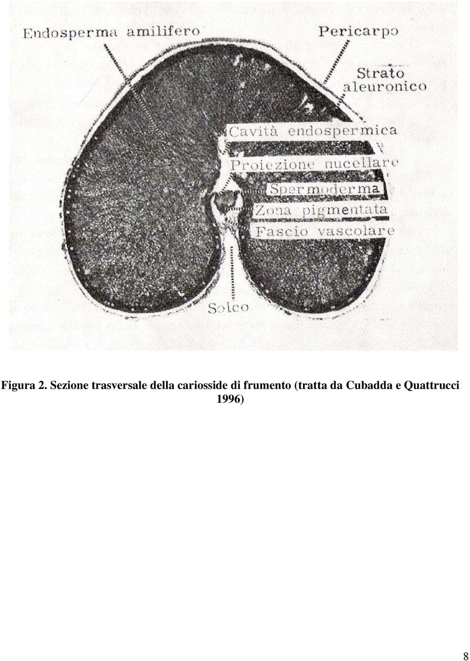 della cariosside di