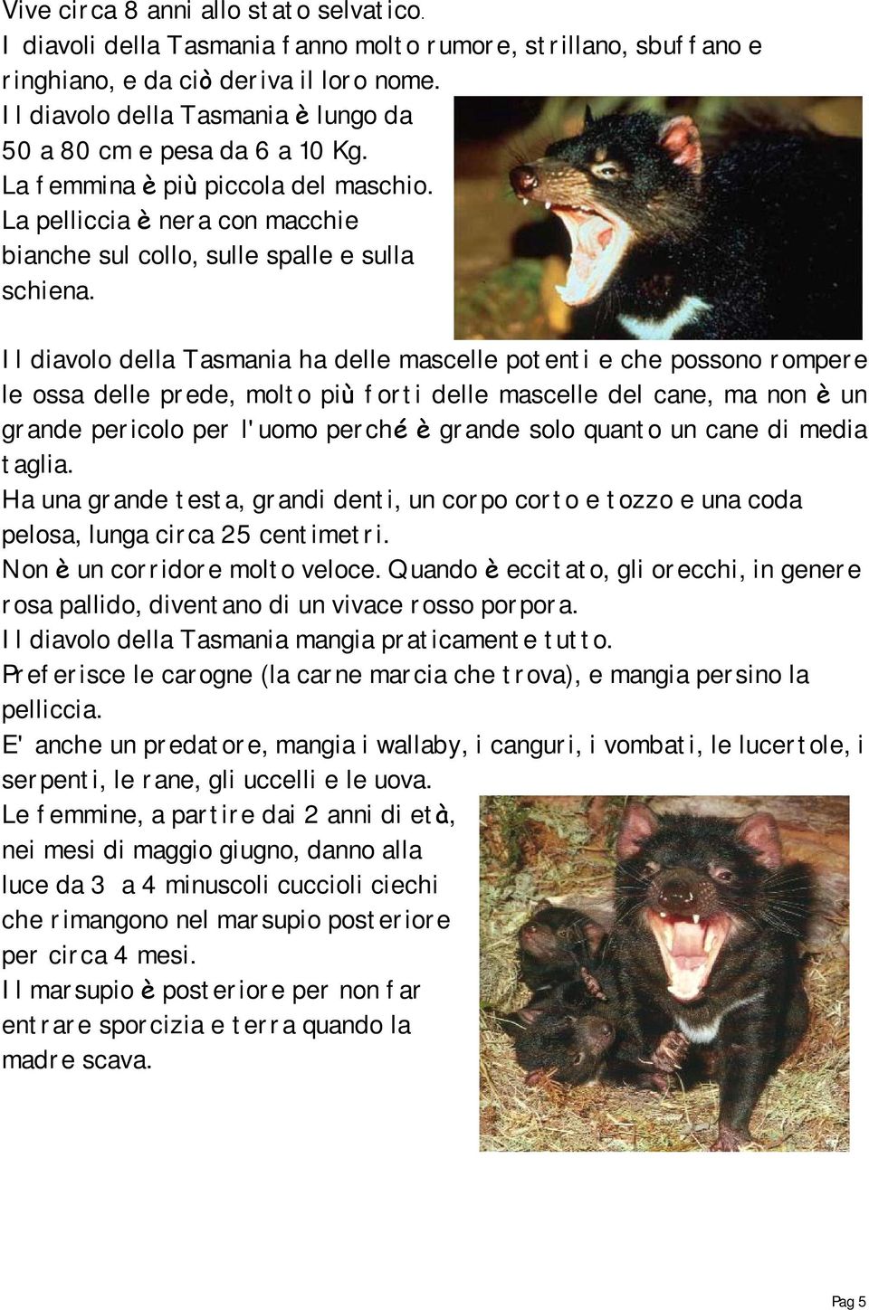 Il diavolo della Tasmania ha delle mascelle potenti e che possono rompere le ossa delle prede, molto più forti delle mascelle del cane, ma non è un grande pericolo per l'uomo perché è grande solo