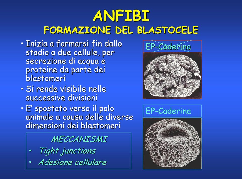 successive divisioni E spostato verso il polo animale a causa delle diverse