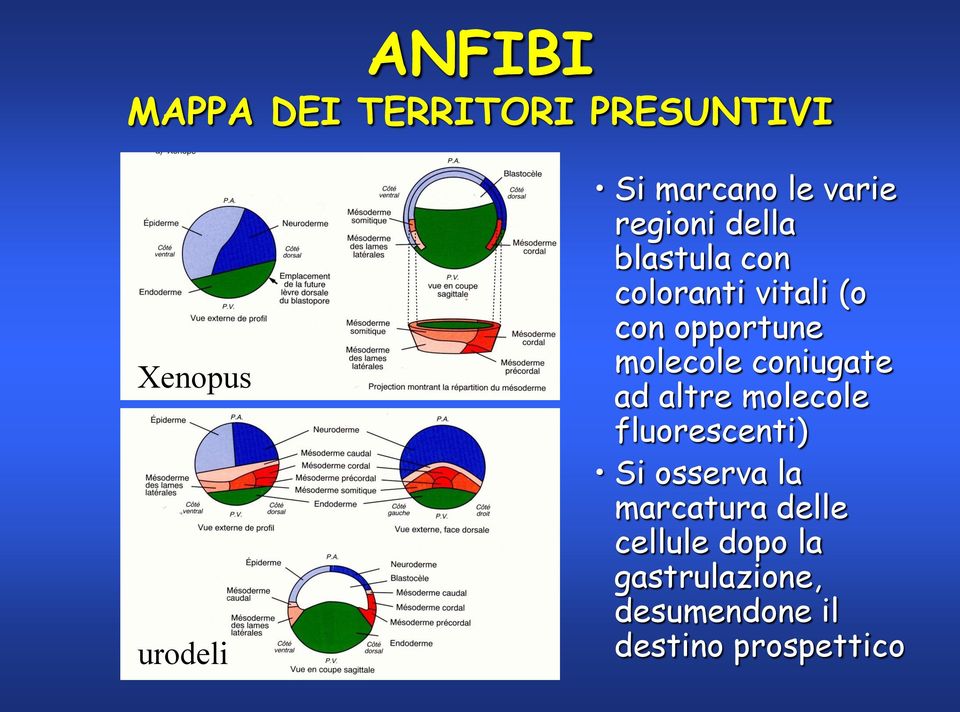 molecole coniugate ad altre molecole fluorescenti) Si osserva la