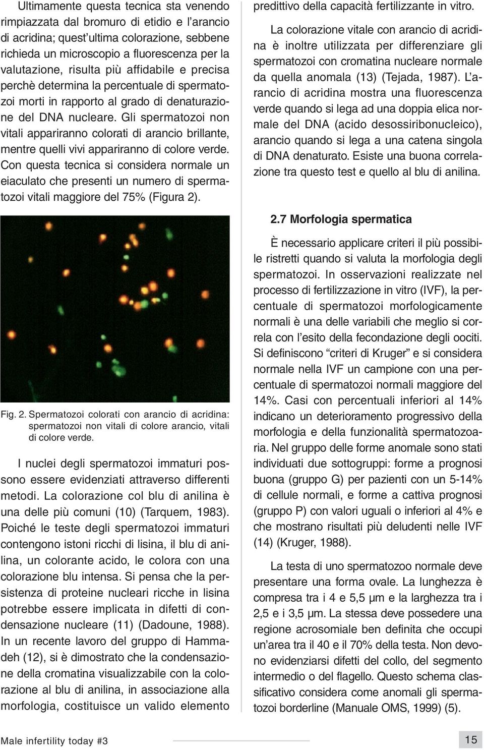 Gli spermatozoi non vitali appariranno colorati di arancio brillante, mentre quelli vivi appariranno di colore verde.