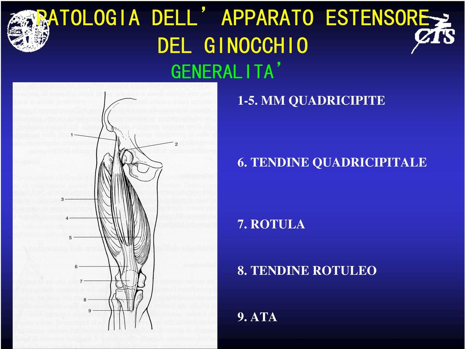 MM QUADRICIPITE 6.