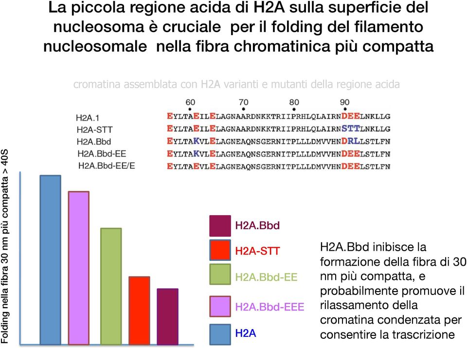 cromatina assemblata con H2A varianti e mutanti della regione acida Folding nella fibra 30 nm più compatta > 40S! H2A.Bbd!