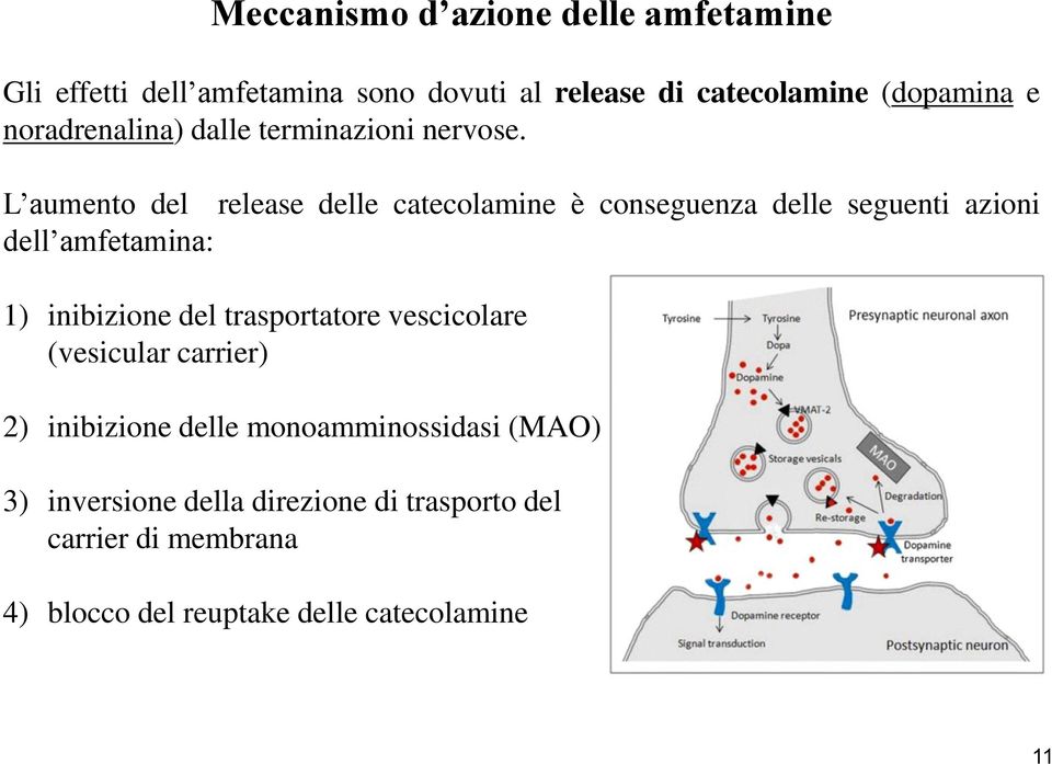 L aumento del release delle catecolamine è conseguenza delle seguenti azioni dell amfetamina: 1) inibizione del