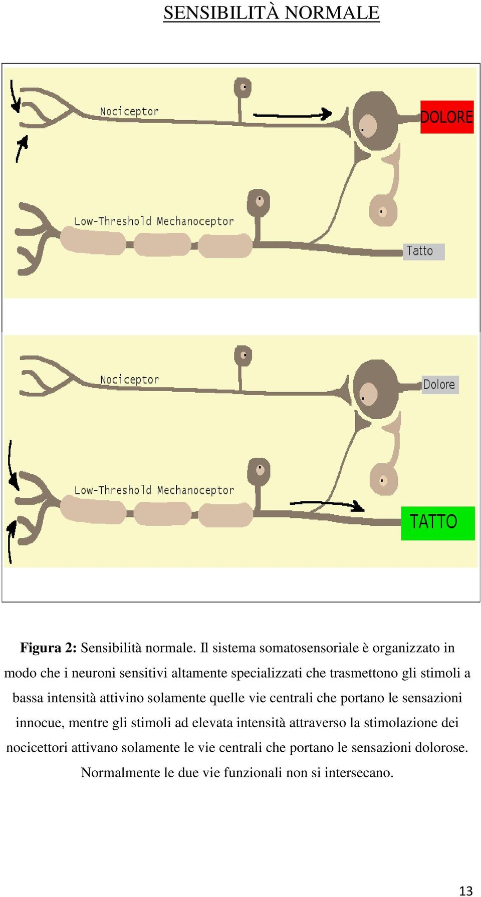 stimoli a bassa intensità attivino solamente quelle vie centrali che portano le sensazioni innocue, mentre gli stimoli