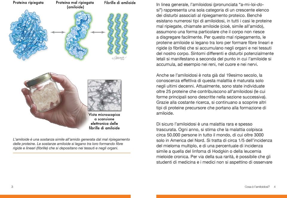 facilmente. Per questo mal ripiegamento, le proteine amiloide si legano tra loro per formare fibre lineari e rigide (o fibrille) che si accumulano negli organi e nei tessuti del nostro corpo.