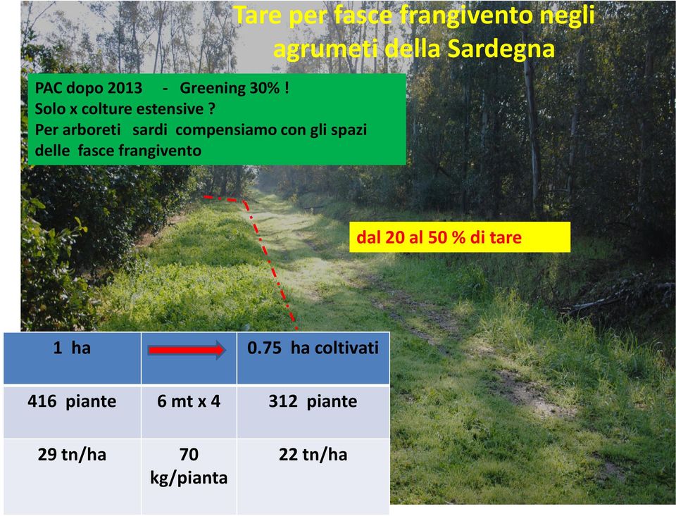 Tare per fasce frangivento negli agrumeti della Sardegna dal 20 al 50 %