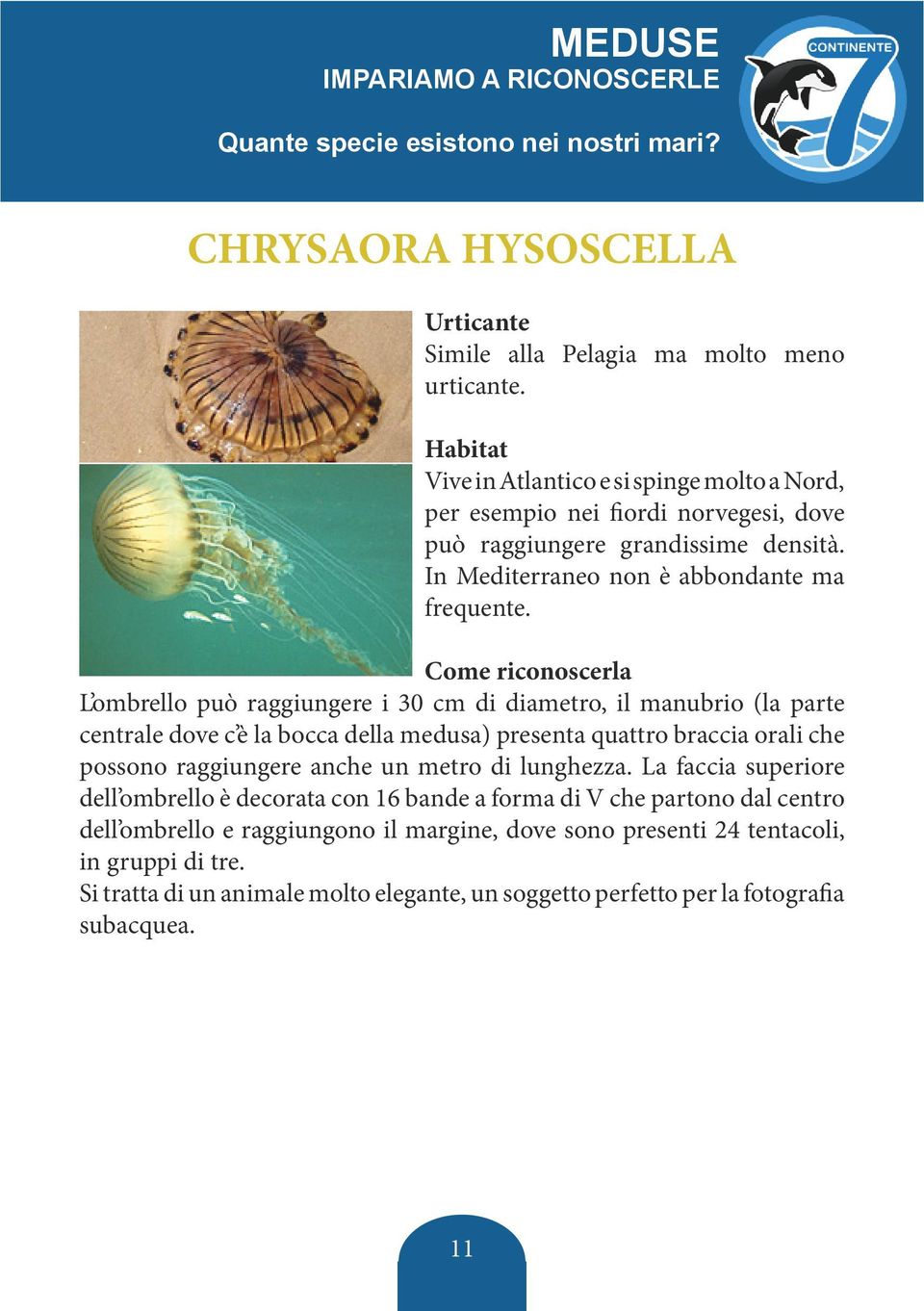 L ombrello può raggiungere i 30 cm di diametro, il manubrio (la parte centrale dove c è la bocca della medusa) presenta quattro braccia orali che possono raggiungere anche un