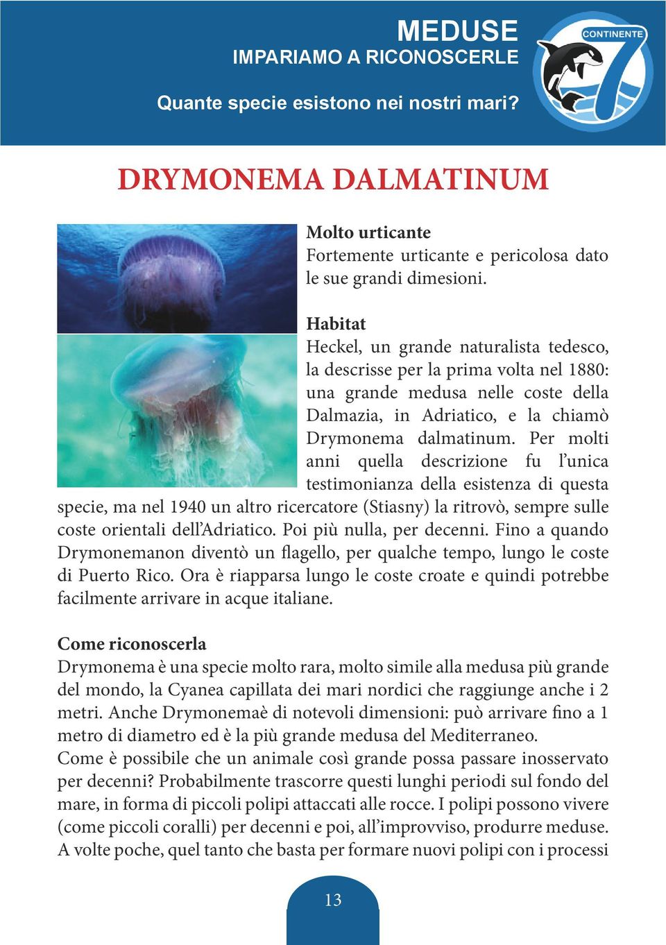 Per molti anni quella descrizione fu l unica testimonianza della esistenza di questa specie, ma nel 1940 un altro ricercatore (Stiasny) la ritrovò, sempre sulle coste orientali dell Adriatico.