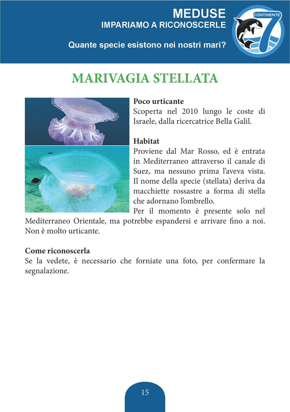 Il nome della specie (stellata) deriva da macchiette rossastre a forma di stella che adornano l ombrello.