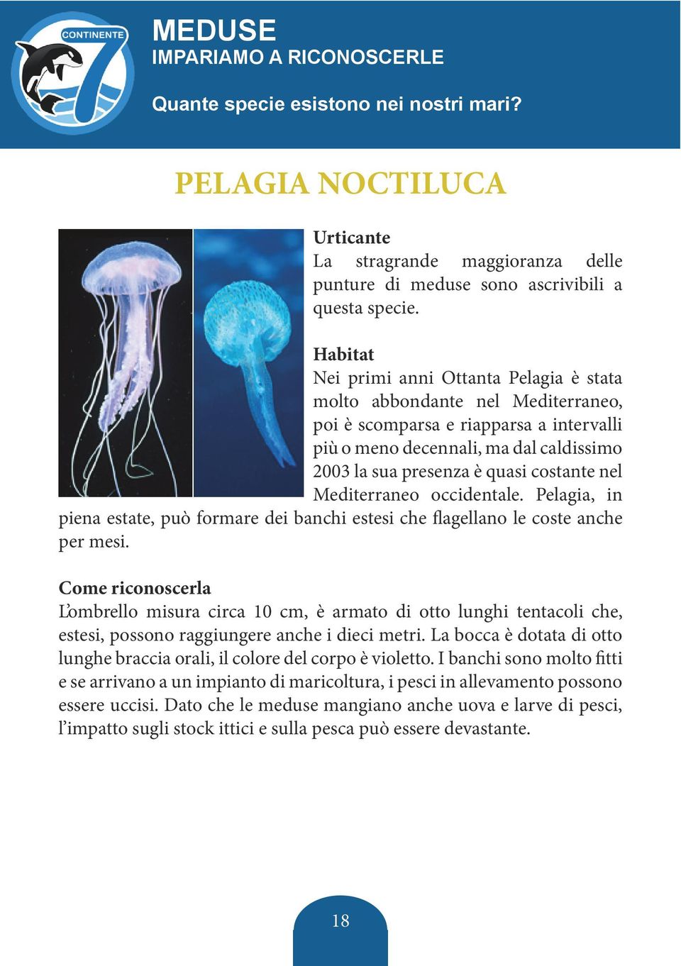 Mediterraneo occidentale. Pelagia, in piena estate, può formare dei banchi estesi che flagellano le coste anche per mesi.