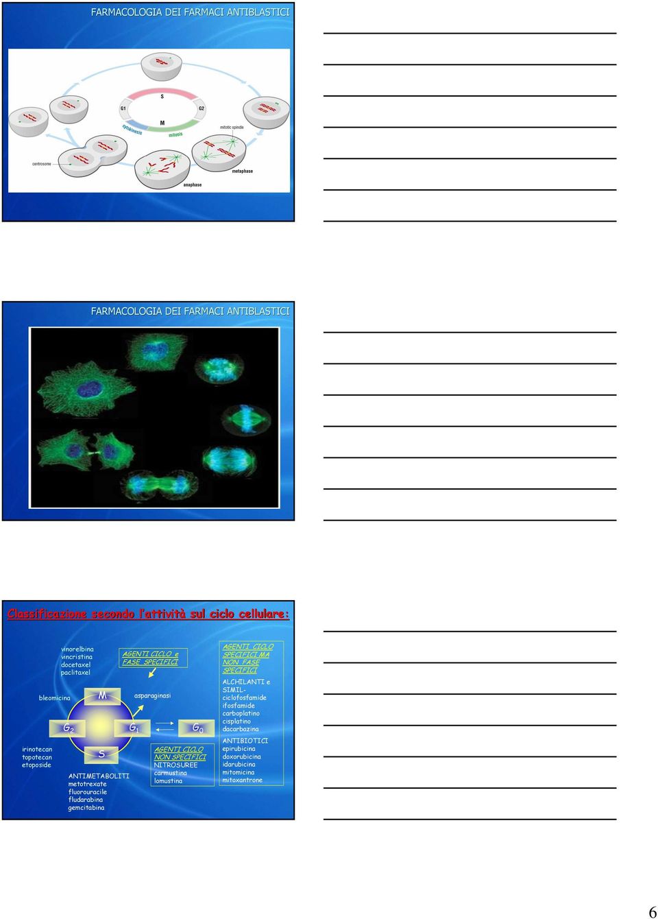 G 0 AGENTI CICLO NON SPECIFICI NITROSUREE carmustina lomustina AGENTI CICLO SPECIFICI MA NON FASE SPECIFICI ALCHILANTI e