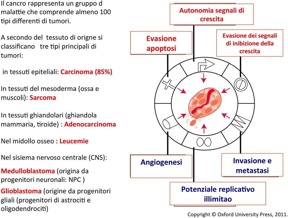 mammaria, Broide) : Adenocarcinoma Nel midollo osseo : Leucemie Evasione apoptosi Autonomia segnali di crescita Evasione dei segnali di inibizione della crescita Nel sisiema nervoso centrale (CNS):