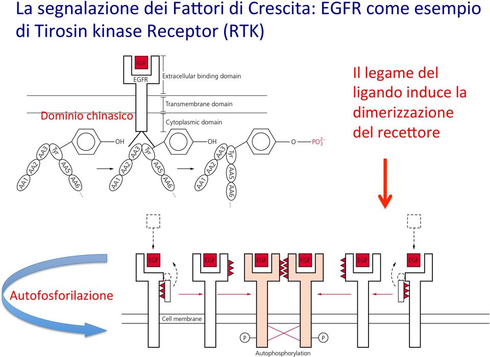 Dominio chinasico Il legame del ligando induce