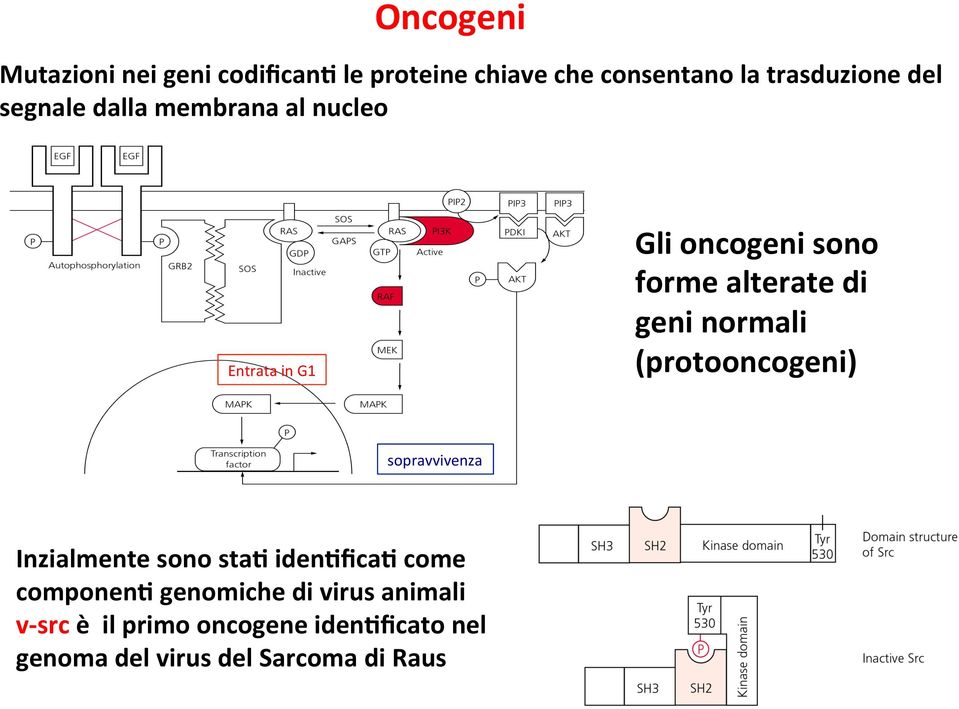 normali (protooncogeni) sopravvivenza Inzialmente sono sta* iden*fica* come componen*