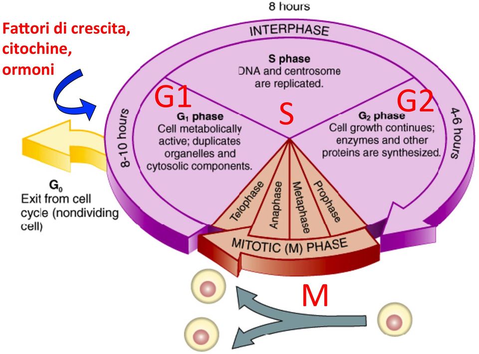 citochine,