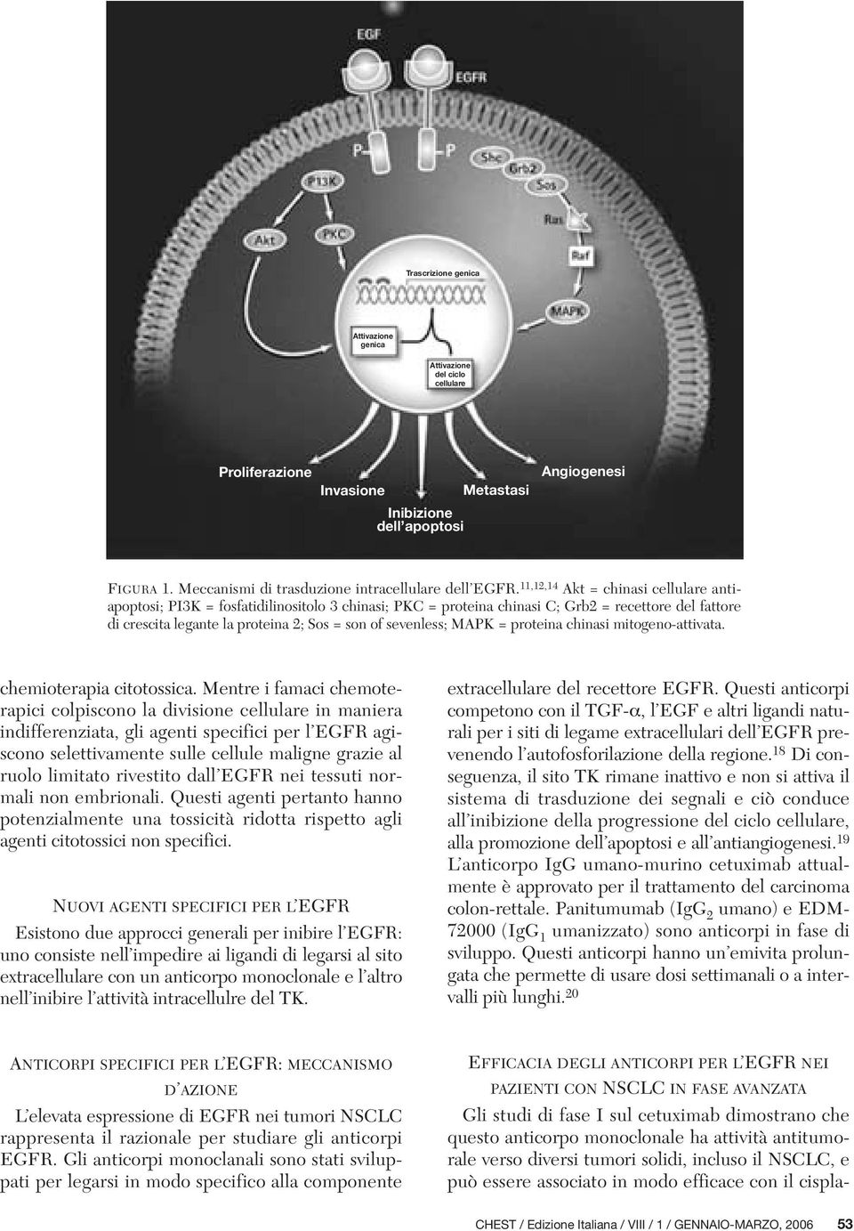 11,12,14 Akt = chinasi cellulare antiapoptosi; PI3K = fosfatidilinositolo 3 chinasi; PKC = proteina chinasi C; Grb2 = recettore del fattore di crescita legante la proteina 2; Sos = son of sevenless;