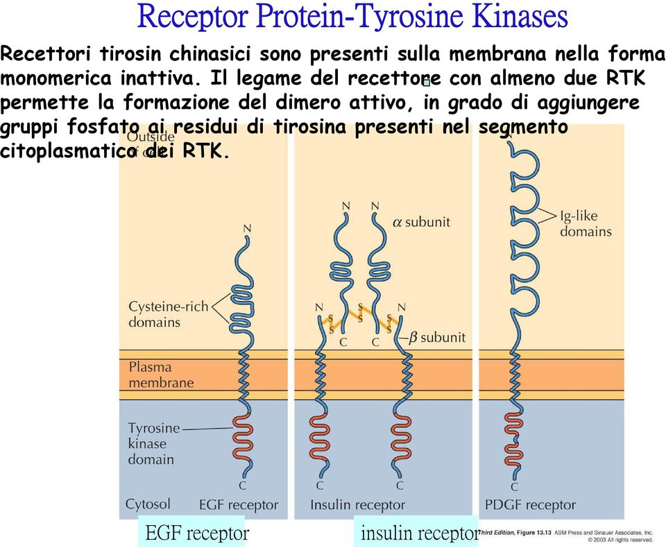 Il legame del recettore con almeno due RTK permette la formazione del dimero attivo,